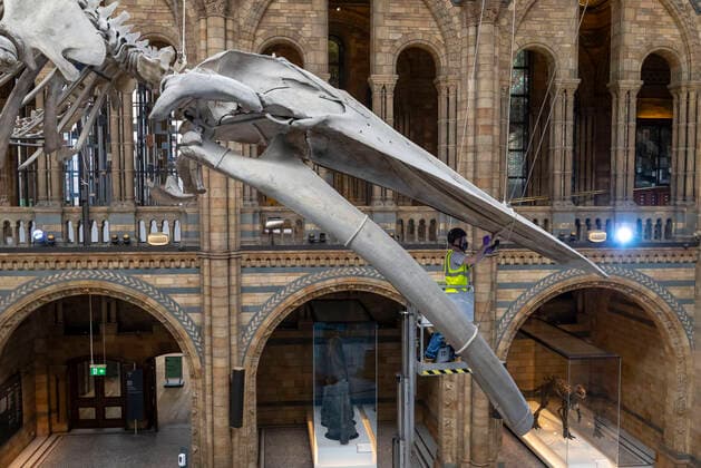 (200728) -- LONDON, July 28, 2020 -- A staff member polishes the blue whale skeleton at Hintze Hall of Natural History Museum before its reopening in London, Britain, on July 27, 2020. The Natural History Museum will reopen from August 5. ) BRITAIN-LONDON-NATURAL HISTORY MUSEUM-REOPENING-PREPARATION HanxYan 