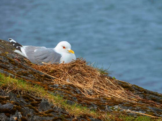 Sturmmoewe, Sturm-Moewe (Larus canus), im Nest, Norwegen, Troms, Tromsoe mew gull (Larus canus), on nest, Norway, Troms, Tromsoe BLWS624187