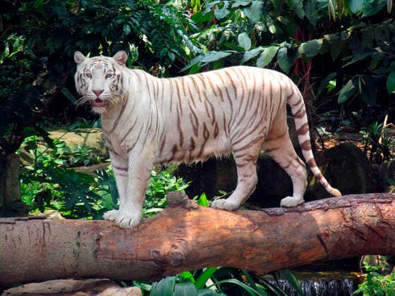IMAGO Nature: Unsere Erde, Tiere, Gestreifte Tierarten White tiger standing on tree trunk after swimming Singapore Zoo Copyrightx(c)xAndrewxWoodley 4044_24_whitetiger01_crw_0273