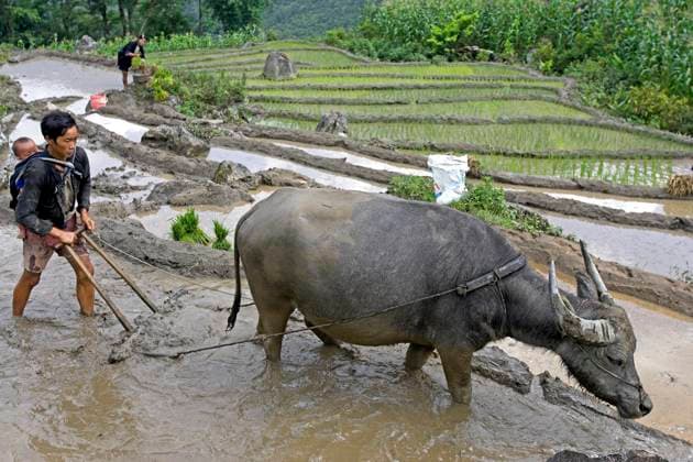 IMAGO Cultures of the world, Schwarze Hmong in Nordvietnam Farmer with with child on back uses buffalo plough to till rice terraces near Sapa Vietnam CopyrightxAndrewxJxWoodley 4044_31_060612_sapa_r8q3170