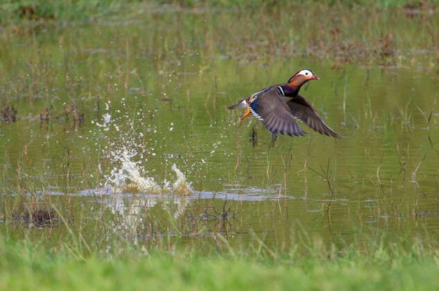 Mandarinente, Mandarin-Ente (Aix galericulata), Maennchen fliegt aus einem Teich, Portugal, Azoren, Terceira mandarin duck (Aix galericulata), Male taking off from a local pond, Portugal, Azores, Terceira BLWS624246
