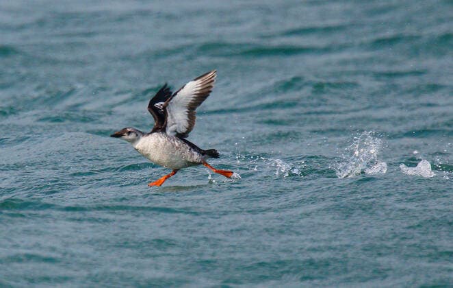 Gryllteiste (Cepphus grylle), startet aus dem Wasser, Grossbritannien, England, Norfolk black guillemot (Cepphus grylle), First-winter starting from water, United Kingdom, England, Norfolk BLWS624002