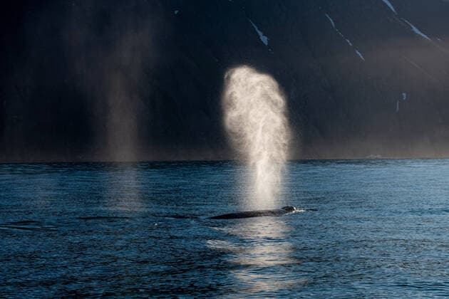 Buckelwal (Megaptera novaeangliae) in der Skjalfandi Bucht, Husavik, Island, Juli 2020. Buckelwal (Megaptera novaeangliae) in der Skjalfandi Bucht, Husavik, Island, Juli 2020. *** Humpback whale Megaptera novaeangliae in Skjalfandi Bay, Husavik, Iceland, July 2020 Humpback whale Megaptera novaeangliae in Skjalfandi Bay, Husavik, Iceland, July 2020 Copyright: xMemmlerx Eibner-Pressefotox EP_mmr