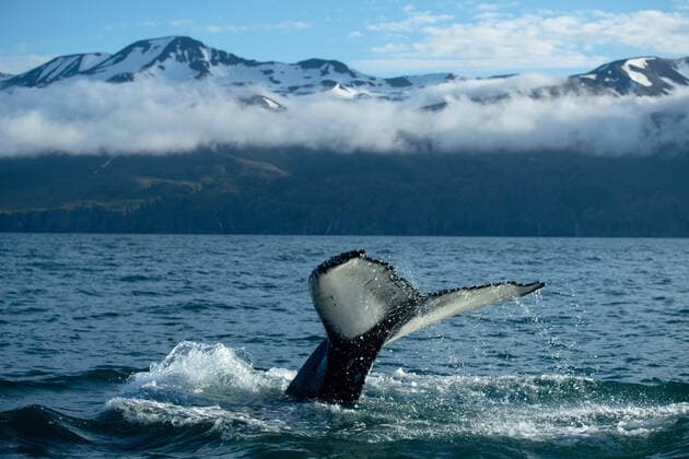 Buckelwal (Megaptera novaeangliae) in der Skjalfandi Bucht, Husavik, Island, Juli 2020. Buckelwal (Megaptera novaeangliae) in der Skjalfandi Bucht, Husavik, Island, Juli 2020. *** Humpback whale Megaptera novaeangliae in Skjalfandi Bay, Husavik, Iceland, July 2020 Humpback whale Megaptera novaeangliae in Skjalfandi Bay, Husavik, Iceland, July 2020 Copyright: xMemmlerx Eibner-Pressefotox EP_mmr