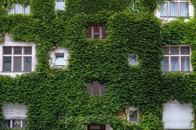 Begrünte Hausfassade in der Gudvangerstrasse in Berlin-Prenzlauer Berg Begrünte Hausfassade