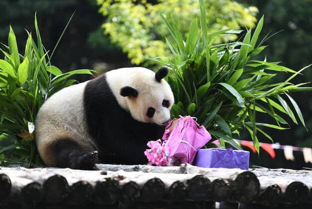 Bilder des Jahres 2020, Entertainment 07 Juli Entertainment Themen der Woche KW31 Entertainment Bilder des Tages CHANGCHUN, CHINA - JULY 30: Giant panda Mu Yun receives a gift during its fourth birthday celebration at the Siberian Tiger Park on July 30, 2020 in Changchun, Jilin Province of China.  Copyright: xVCGx CFP111293373232