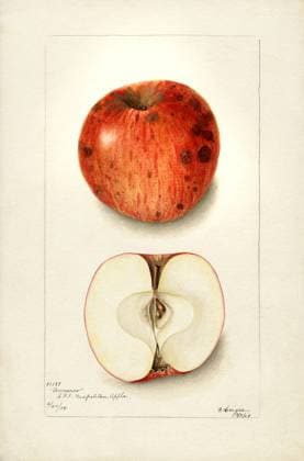 Annurca Apple, Malus domestica, Watercolor Illustration by Bertha Heiges ,U.S. Department of Agriculture Pomological Watercolor Collection, 1904  Copyright: xCircaxImagesx ghi-circa08658