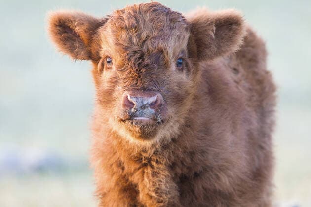 Schottisches Hochlandrind, Kyloe (Bos primigenius f. taurus), Kalb, Halbportraet, Niederlande, Wassenaar, Lentevreugh Scottish Highland Cattle, Kyloe, Highland cow, Heelan coo (Bos primigenius f. taurus), calf, half-length portrait, Netherlands, Wassenaar, Lentevreugh BLWS624736 *** Scottish highland cattle, Kyloe Bos primigenius f taurus , calf, half length portrait, Netherlands, Wassenaar, Lentevreugh Scottish Highland Cattle, Kyloe, Highland cow, Heelan coo Bos primigenius f taurus , calf, half length portrait, Netherlands, Wassenaar, Lentevreugh BLWS624736 Copyright: xblickwinkel AGAMI M.xvanxDuijnx