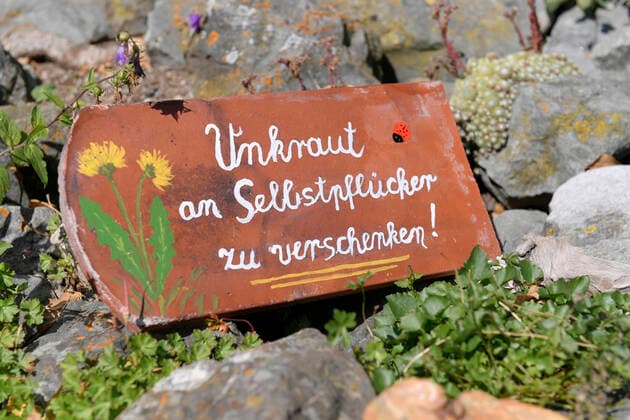 03.08.2020, Blick in einen Garten eines Hauses in Mindelheim (Unterallgäu), Unkraut an Selbstpflücker zu verschenken steht auf dem ironisch gemeinten Schild. 03.08.2020, Gärten Mindelheim 03.08.2020, Gärten Mindelheim *** 03 08 2020, View into a garden of a house in Mindelheim Unterallgäu , Giving away weeds to self-pickers is written on the ironic sign 03 08 2020, Gardens Mindelheim 03 08 2020, Gardens Mindelheim