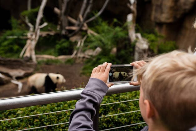 IMAGO Creative: Klimawandel - Umwelterziehung Boy taking a photo of panda at the zoo San Diego, CA, United States CR_ERBU200722-450517-01 ,model released, Symbolfoto