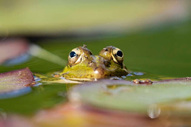 Selective focus of Iberian green frog (Pelophylax perezi), between lily pads León, CL, Spain CR_VQXQ200731C-463175-01