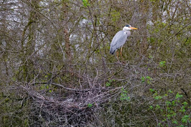 Graureiher, Grau-Reiher, Fischreiher, Fisch-Reiher (Ardea cinerea), steht auf Zweigen am Nest, Deutschland, Nordrhein-Westfalen grey heron (Ardea cinerea), stands on branches at the nest, Germany, North Rhine-Westphalia BLWS624974