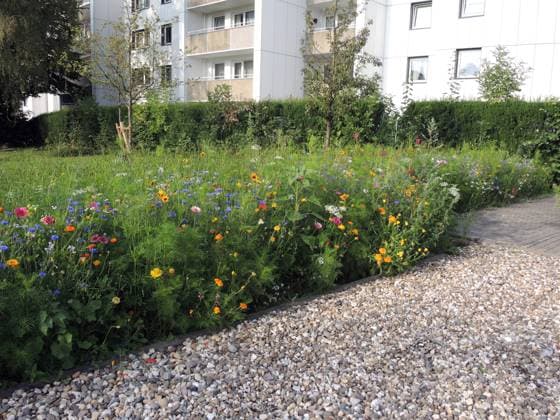 Japanische Stechpalme, Japan-Stechpalme, Japanstechpalme (Ilex crenata), bunte Blumenmischung neben einem sterilen Schottergarten, Deutschland Japanese holly (Ilex crenata), colourful flower mix beside a sterile gravel garden, Germany BLWS625090 *** Japanese holly, Japan holly, Japanese holly Ilex crenata , colourful flower mix beside a sterile gravel garden, Germany Japanese holly Ilex crenata , colourful flower mix beside a sterile gravel garden, Germany BLWS625090 Copyright: xblickwinkel A.xJagelx