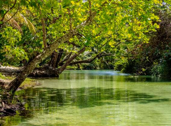 Frenchman s Cove River, Portland Parish, Jamaica, West Indies, Caribbean, Central America Copyright: KarolxKozlowski 1245-1972