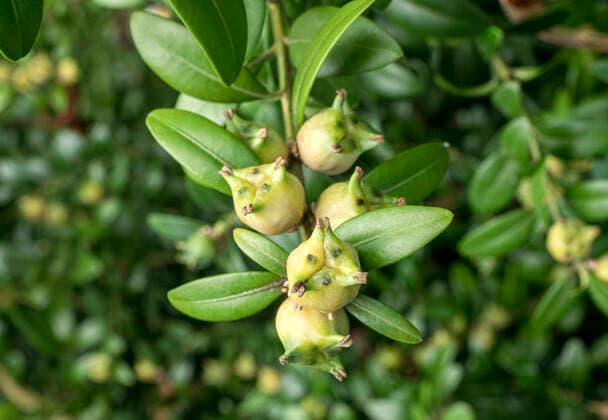 IMAGO Nature: Unsere Erde: Pflanzenwelt: Bedrohte Arten Gewöhnlicher Buchsbaum (Buxus sempervirens), Früchte, Nahaufnahme, Bayern Deutschland, Europa Früchte Gewöhnlicher Buchsbaum, (Buxus sempervirens) *** Ordinary box tree Buxus sempervirens, fruits, close up, Bavaria Germany, Europe fruits Ordinary box tree, Buxus sempervirens
