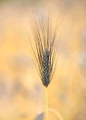 IMAGO Nature: Unsere Erde, Pflanzen: Bedrohte Planzenarten in Deutschland  Ähre des Schwarzer Emmer (Triticum dicoccum), auch Zweikorn, eine der ältesten kultivierten Weizenarten, Ähren im Weizenfeld, Baden-Württemberg, Deutschland, Europa *** Ear of the black emmer Triticum dicoccum, also called Zweikorn, one of the oldest cultivated wheat species, ears in the wheat field, Baden Württemberg, Germany, Europe Copyright: imageBROKER/MichaelxWeber ibximw05825183.jpg