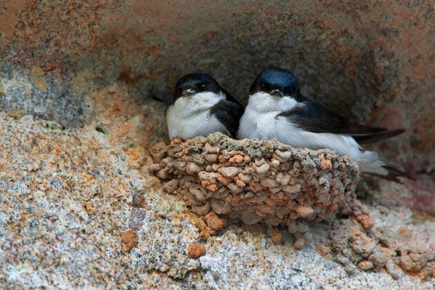 Mehlschwalbe, Mehl-Schwalbe (Delichon urbica, Delichon urbicum), Paar im Nest, Belgien common house martin (Delichon urbica, Delichon urbicum), pair in nest, Belgium BLWS625430