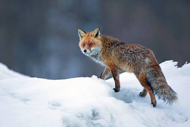 Creative Highlights World Rotfuchs, Rot-Fuchs (Vulpes vulpes), im Schnee, Belgien red fox (Vulpes vulpes), in snow, Belgium BLWS625513