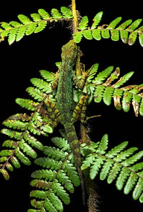 IMAGO Nature: Unsere Erde, Tiere, Tierische Meister der Tarnung Saumfingerechse, Anolis aequatorialis (Anolis aequatorialis), sitzt auf einem Blatt, Ecuador, Mindo Equatorial Anole (Anolis aequatorialis), sits on a leaf, Ecuador, Mindo BLWS625606 *** Hem finger lizard, Anolis aequatorialis Anolis aequatorialis , sits on a leaf, Ecuador, Mindo Equatorial Anole Anolis aequatorialis , sits on a leaf, Ecuador, Mindo BLWS625606 Copyright: xblickwinkel G.xFischerx