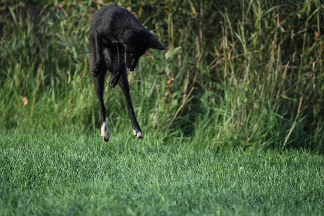 August 11, 2020, Toronto, Ontario, Canada: A rare melanistic fox leaps on a field mouse in Humber Park, Toronto - a large naturalized parkland on the western waterfront of the city. The animal, more commonly known as a silver fox, has a genetic disorder of the common North American red fox. Toronto Canada - ZUMAs109 20200811_zaf_s109_030 Copyright: xChristopherxDrostx