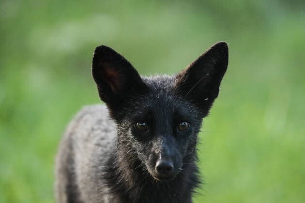 August 11, 2020, Toronto, Ontario, Canada: A rare wild melanistic fox in Humber Park, Toronto - a large naturalized parkland on the western waterfront of the city. The animal, more commonly known as a silver fox, has a genetic disorder of the common North American red fox. Toronto Canada - ZUMAs109 20200811_zaf_s109_036 Copyright: xChristopherxDrostx