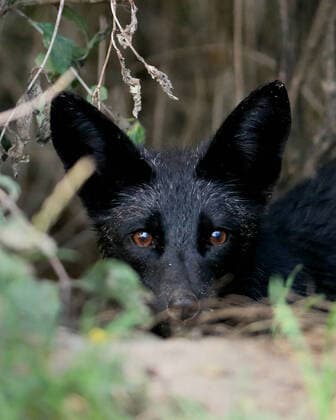 August 11, 2020, Toronto, Ontario, Canada: A rare melanistic fox glances up after unsuccessfully trying to catch a meal in Humber Park, Toronto - a large naturalized parkland on the western waterfront of the city. The animal, more commonly known as a silver fox, has a genetic disorder of the common North American red fox. Toronto Canada - ZUMAs109 20200811_zaf_s109_044 Copyright: xChristopherxDrostx
