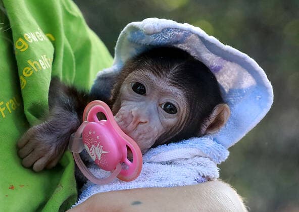 Bilder des Jahres 2020, Entertainment 08 August Entertainment Themen der Woche KW33 11.08.2020 Tierpark Köthen Handaufzucht Berberaffenbaby Lia ( 4 Wochen alt ) , die Mutter hatte nach der Geburt keine Milch und wird nun von Tierpflegerin Steffi Schwingeweitzen per Hand aufgezogen *** 11 08 2020 Tierpark Köthen Hand raising Berber monkey baby Lia 4 weeks old, the mother had no milk after birth and is now raised by hand by zookeeper Steffi Schwingeweitzen