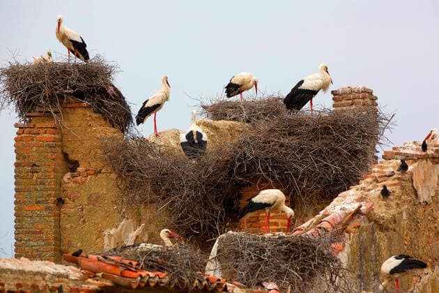 Weissstorch, Weiss-Storch (Ciconia ciconia), Brutkolonie in einer Ruine, Frankreich white stork (Ciconia ciconia), nesting colony in a ruin, France BLWS625460