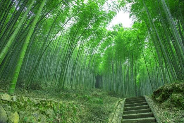 Zhuhai Forest Park, Dazhu County, Sichuan Province  597643067214266463