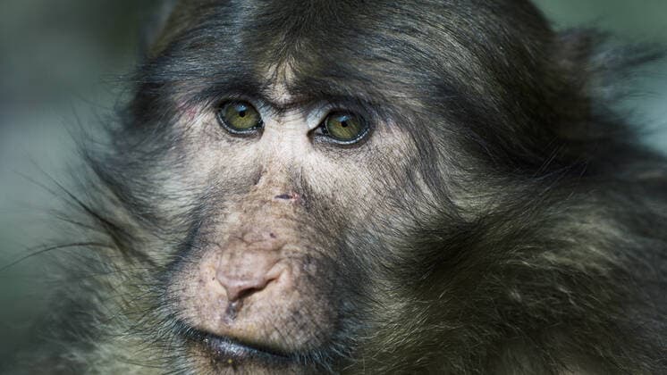 Wild macaque  599756251253440763