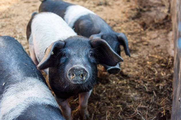 Bilder des Jahres 2020, Entertainment 08 August Entertainment Themen der Woche KW33 Aufzucht Angeler Sattelschweine auf dem Versuchsgut Lindhof der Universität Kiel *** Rearing Angeler saddle pigs on the experimental farm Lindhof of the University of Kiel