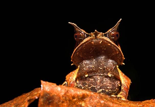 Creative Highlights World Zipfelkroetenfrosch, Zipfel-Kroetenfrosch, Zipfelfrosch, Zipfel-Frosch, Megophrys nasuta (Megophrys nasuta), Portraet, Malaysia, Borneo, Sarawak, Kubah Nationalpark Long-nosed Horned Frog, Malayan Horned Frog, Malayan Leaf Frog (Megophrys nasuta), portrait, Malaysia, Borneo, Sarawak, Kubah National Park BLWS625657 *** Tip Frog, Tip Frog, Tip Frog, Tip Frog, Megophrys nasuta Megophrys nasuta , portrait, Malaysia, Borneo, Sarawak, Kubah National Park Long nosed Horned Frog, Malayan Horned Frog, Malayan Leaf Frog Megophrys nasuta , portrait, Malaysia, Borneo, Sarawak, Kubah National Park BLWS625657 Copyright: xblickwinkel G.xFischerx