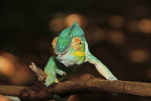 Panther chameleon on branch, Nosy Komba Island, Madagascar. Copyright: xD-ANKA-1482x