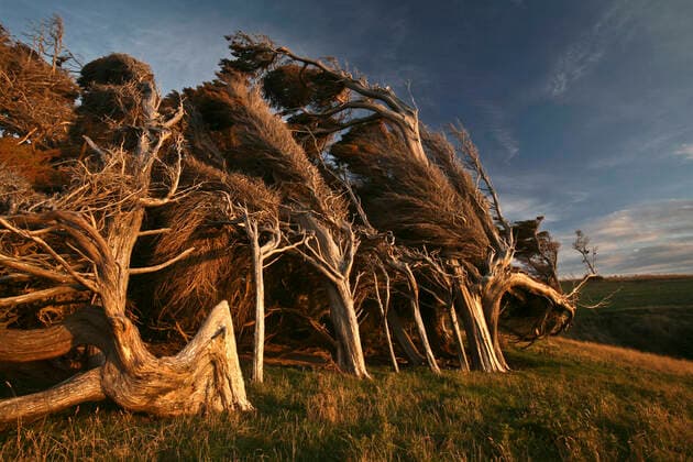 IMAGO Nature: Unsere Erde, Naturschutz, Naturschutzgebiete in Ozeanien Creative Highlights World New Zealand, Bizarre trees at twilight AC00045
