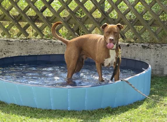 Altshausen Hund im Pool, Sommerhitze, Durst, Wasser, Hitze, Hundepool Hund im Pool, Sommerhitze, Durst, Wasser, Hitze, Hundepool, Zunge *** Altshausen dog in pool, summer heat, thirst, water, heat, dog pool dog in pool, summer heat, thirst, water, heat, dog pool, tongue Copyright: xEkyxEibnerx EP_eer