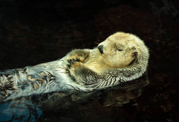 Sea otter posing in the water Alaska, MI, United States CR_NUVA200814C-474587-01
