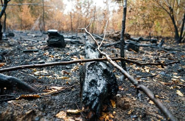 IMAGO Nature: Unsere Erde, Klimawandel, Waldbrände Verbrannte Erde und verbrannte Bäume im Waldgebiet nahe Mörfelden-Walldorf und dem Frankfurter Flughafen - Moerfelden-Walldorf 16.08.2020: Schadensbericht nach Waldbrand nahe Frankfurter Flughafen *** Scorched earth and burnt trees in the forest area near Mörfelden Walldorf and Frankfurt Airport Moerfelden Walldorf 16 08 2020 Damage report after forest fire near Frankfurt Airport