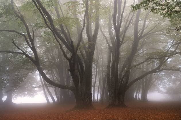 Regional Nature Reserve of Monte San Vicino and Monte Canfaito, Beechwood, San Severino Marche, Marche, Italy, Europe ÂMauroFlamini REDA&CO 1028_38_MFL12774