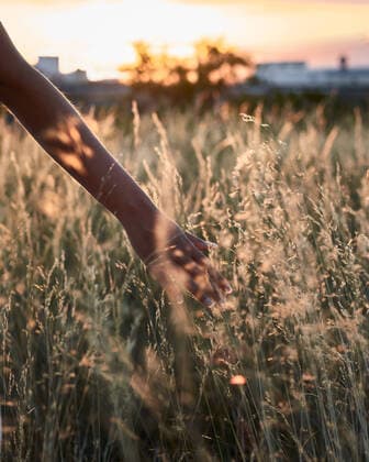 IMAGO Creative: Sommer, Abendspaziergang IMAGO Creative, Ostern, Bräuche, Osterspaziergang Close-up where a woman s hand caresses some grass at sunset Villena, Valencian Community, Spain CR_CRBL200811-464304-01 ,model released, Symbolfoto