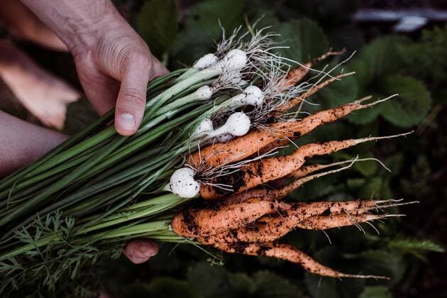 Creative Highlights Symbolfotos home grown onions and carrots freshly picked from the vegetable patch Norrtälje, Stockholm County, Sweden CR_RABE200811-465583-01 ,model released, Symbolfoto