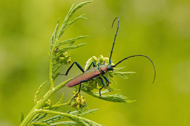 Moschusbock, Moschus-Bock, Moschusbockkaefer, Moschus-Bockkaefer (Aromia moschata), Maennchen auf einer Pflanze, Deutschland, Bayern musk beetle (Aromia moschata), male on a plant, Germany, Bavaria BLWS626129 *** Musk buck, Musk buck, Musk buck, Musk buck Aromia moschata , male on a plant, Germany, Bavaria musk beetle Aromia moschata , male on a plant, Germany, Bavaria BLWS626129 Copyright: xblickwinkel A.xHartlx