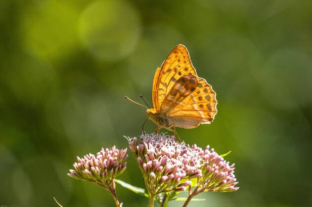 Kaisermantel, Silberstrich (Argynnis paphia), Weibchen saugt Nektar auf Gemeinem Wasserdost, Seitenansicht, Deutschland, Bayern silver-washed fritillary (Argynnis paphia), female sucking nectar on a holy rope, side view, Germany, Bavaria BLWS626183 *** Emperors Cloak, silver washed Argynnis paphia , female sucking nectar on a holy rope, side view, Germany, Bavaria BLWS626183 Copyright: xblickwinkel A.xHartlx