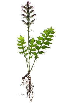  Balkanbärenklau (Acanthus hungaricus) auf weißem Grund, Deutschland, Europa *** Balkan hogweed Acanthus hungaricus on white background, Germany, Europe Copyright: imageBROKER/HelmutxMeyerxzurxCapellen ibxmzc05823290.jpg