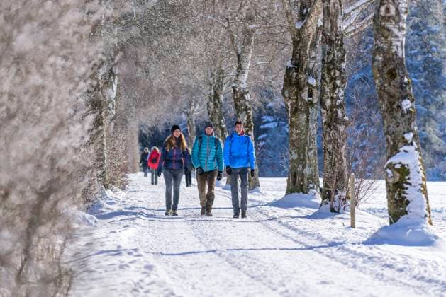 Winterwandern im Königswinkel bei FÜssen Eine Winterwanderung rund um den iyllischen Hopfensee an einem kalten und sonnigen Wintertag, Entspannung und Bewegung an der frischen Luft im Ostallgäu. Drei Spaziergänger im gehen eine verschneite Allee entlang Füssen Hopfen am See Bayern Deutschland *** Winter hiking in the Königswinkel near FÜssen A winter hike around the idyllic Hopfensee on a cold and sunny winters day, relaxation and exercise in the fresh air of the Ostallgäu Three walkers walking along a snowy avenue along Füssen Hopfen am See Bavaria Germany
