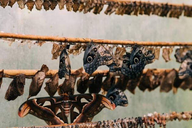 IMAGO Creative: UN Welt-Habitat-Tag am 3. Oktober butterflies and cocoons in a butterfly house Stockholm, Stockholm County, Sweden CR_RABE200819B-478179-01