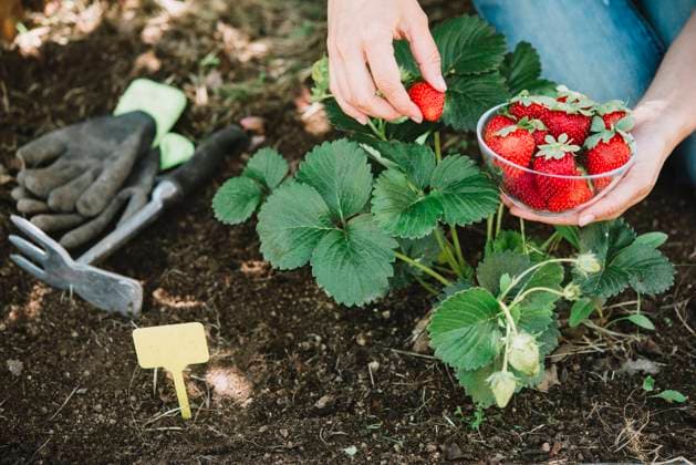 Close-up of mid adult woman hands picking strawberries in garden model released Symbolfoto SKCF00676