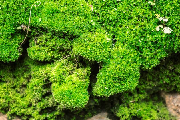IMAGO Nature: Unsere Erde: Pflanzenwelt: Bedrohte Arten Growing green moss.  634061426355994659