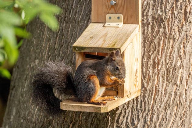 Europaeisches Eichhoernchen, Eurasisches Eichhoernchen, Eichhoernchen (Sciurus vulgaris), dreifarbiges Exemplar am Futterhaus, Deutschland, Bayern, Isental European red squirrel, Eurasian red squirrel (Sciurus vulgaris), tricoloured squirrel at feeding box, Germany, Bavaria, Isental BLWS626384 *** European Squirrel, Eurasian Squirrel, Eurasian Squirrel Sciurus vulgaris , tricoloured specimen at feeding box, Germany, Bavaria, Isental European red squirrel, Eurasian red squirrel Sciurus vulgaris , tricoloured squirrel at feeding box, Germany, Bavaria, Isental BLWS626384 Copyright: xblickwinkel A.xHartlx