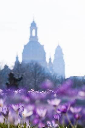 Haupstrasse in Dresden, Frühlingsblüher auf der Dresdner Hauptstasse. Wildkrokusse (nicht zu verwechseln mit den Gartenkrokussen, Crocus vernus) gehören neben Schneeglöckchen zu den ersten Blühern im zeitigen Frühling.Der Winterling (Eranthis hyemalis; Syn.: Eranthis hiemalis L.) ist eine Pflanzenart aus der Gattung der Winterlinge (Eranthis Salisb.) in der Familie der Hahnenfußgewächse (Ranunculaceae). Er ist ein Frühjahrsblüher, dessen gelbes Kleid oft schon Ende Februar zu sehen ist.Die Hauptstraße ist eine der wichtigsten Fußgängerstraßen in Dresden. Von 1946 bis zur Wende trug sie den Namen Straße der Befreiung. 1991 wurde sie in Hauptstraße umbenannt. Dresden Sachsen GERMANY *** Haupstrasse in Dresden, Spring floweri