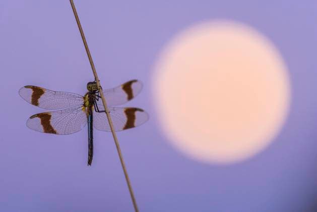 Gebänderte Heidelibelle (Sympetrum pedemontanum) an einem Grashalm vor dem Vollmond, Quakenbrück, Niedersachsen, Deutschland, Europa *** Banded Darter Sympetrum pedemontanum on a blade of grass before the full moon, Quakenbrück, Lower Saxony, Germany, Europe Copyright: imageBROKER WillixRolfes ibxwro05844798.jpg